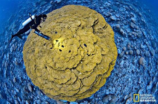 金曼礁國(guó)家紀(jì)念區(qū)，太平洋攝影：Brian Skerry，國(guó)家地理創(chuàng)意版