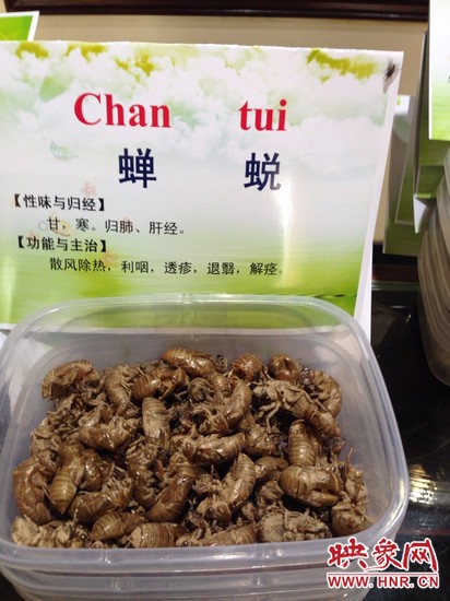 你可能沒想到，這個(gè)知了幼蟲退下的皮還是一味藥，對(duì)嗎？