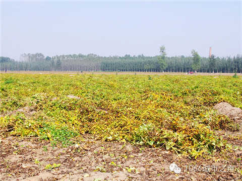 一望無際的山藥基地。據(jù)說，一季山藥后，土地需要五年才能恢復(fù)。