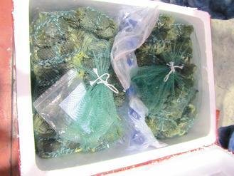  大陸進(jìn)口大閘蟹被檢出禁用的動(dòng)物用藥，已全數(shù)銷(xiāo)毀。 圖片來(lái)源：臺(tái)灣《聯(lián)合報(bào)》