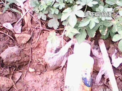 大棚蔬菜園區(qū)里到處丟棄著農(nóng)藥廢物。