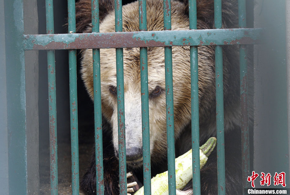 6月19日，河南鄭州，新密市動(dòng)物園咬死飼養(yǎng)員的肇事棕熊被暫押在鄭州動(dòng)物園內(nèi)，該熊“臥室”周圍被三重鋼