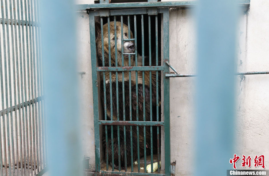 6月19日，河南鄭州，新密市動(dòng)物園咬死飼養(yǎng)員的肇事棕熊被暫押在鄭州動(dòng)物園內(nèi)，該熊“臥室”周圍被三重鋼