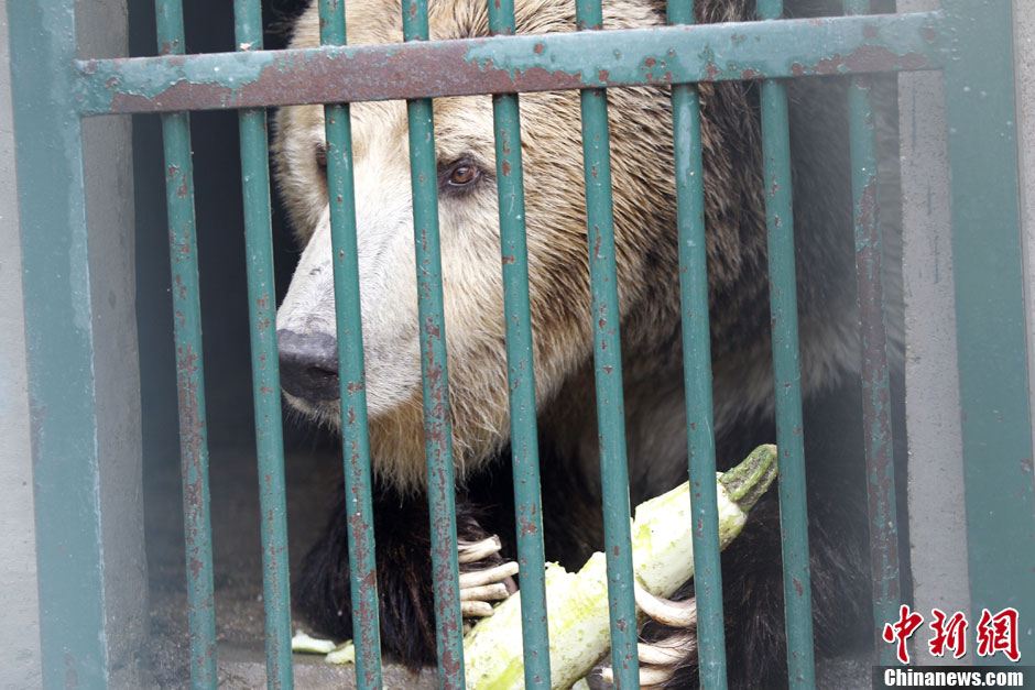 6月19日，河南鄭州，新密市動(dòng)物園咬死飼養(yǎng)員的肇事棕熊被暫押在鄭州動(dòng)物園內(nèi)，該熊“臥室”周圍被三重鋼