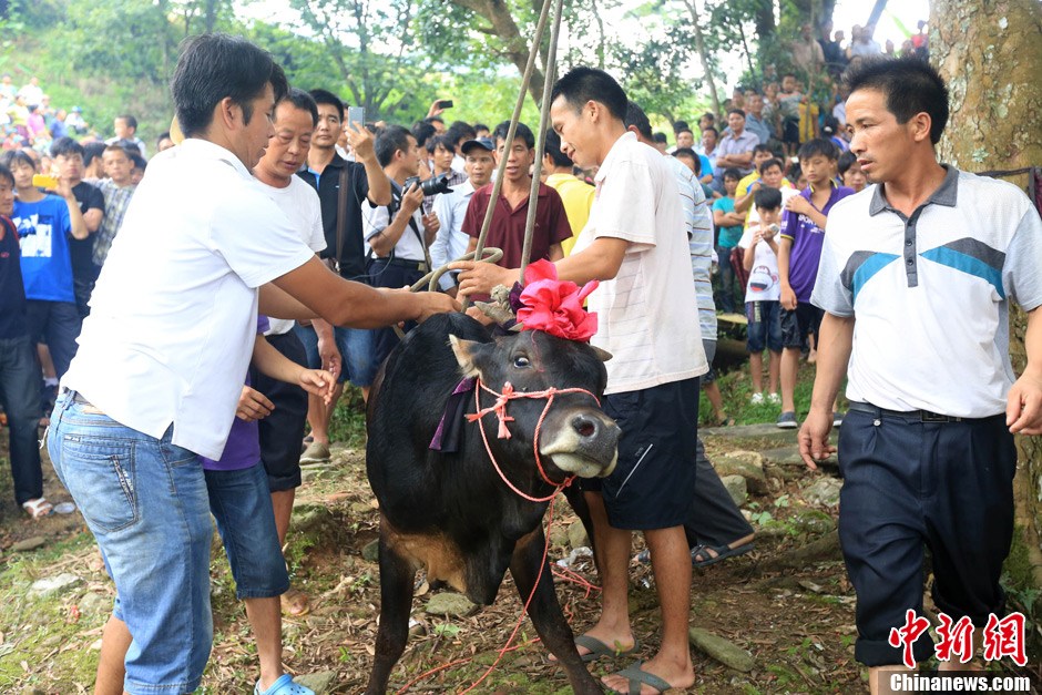 村民給黃牛套上繩索，準(zhǔn)備進(jìn)行儀式。 譚凱興 攝