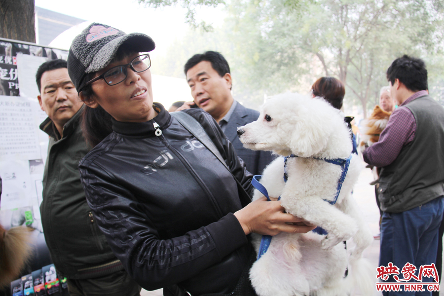 一只貴賓犬在賣萌。