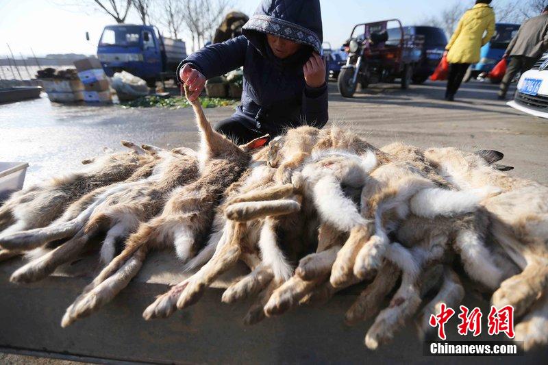圖為12月14日，104國道靜?？h城附近，家養(yǎng)的大雁和野鴨被擺在一起售賣。田寶希 攝 圖片來源：CF