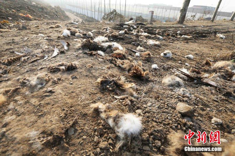 圖為12月1日，104國道靜?？h城附近，野兔的皮毛內(nèi)臟等殘留物散落一地，寒風(fēng)中飄著一股刺鼻的酸臭味。