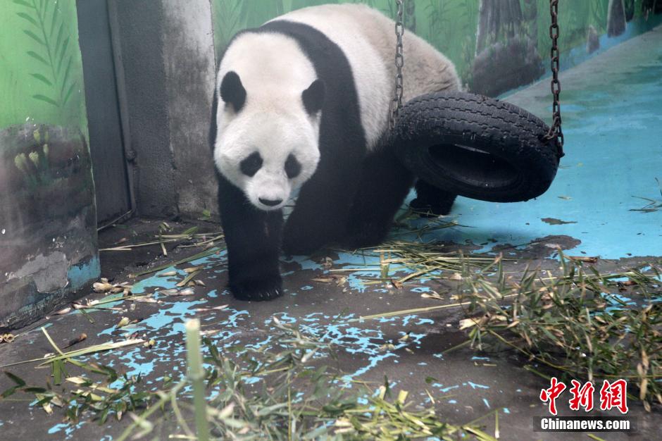 　3月17日，河南鄭州動(dòng)物園內(nèi)的大熊貓“龍昇”。
