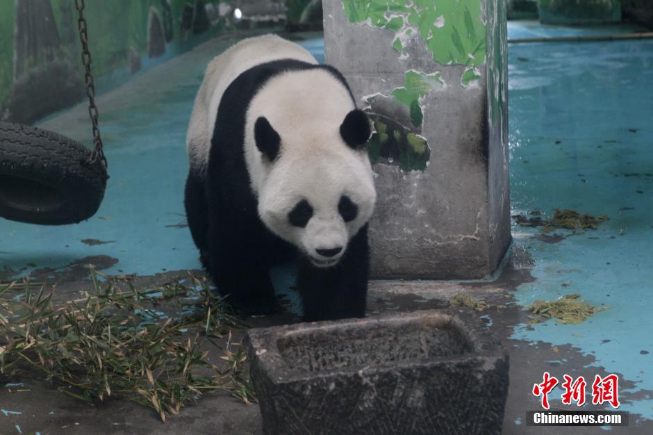 3月17日，河南鄭州動(dòng)物園內(nèi)的大熊貓“龍昇”。