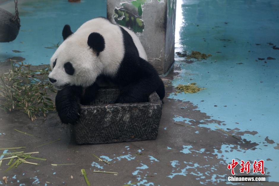 3月17日，河南鄭州動(dòng)物園內(nèi)的大熊貓“龍昇”。