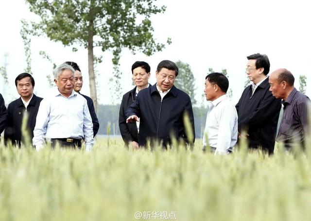 習(xí)近平走進(jìn)糧田,看麥穗灌漿,問農(nóng)田建設(shè)。