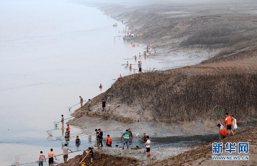  7月6日,在山西省平陸縣黃河岸邊,人們?cè)诓稉泣S河“流魚”。