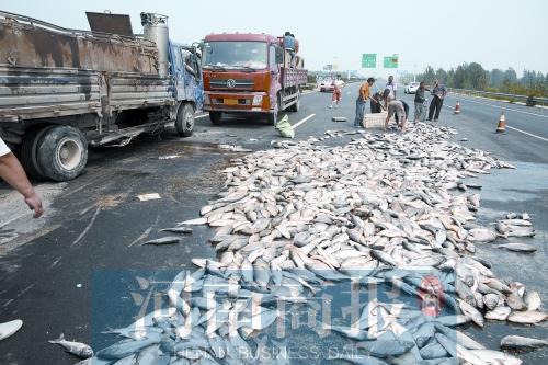 貨車翻,魚滿地。