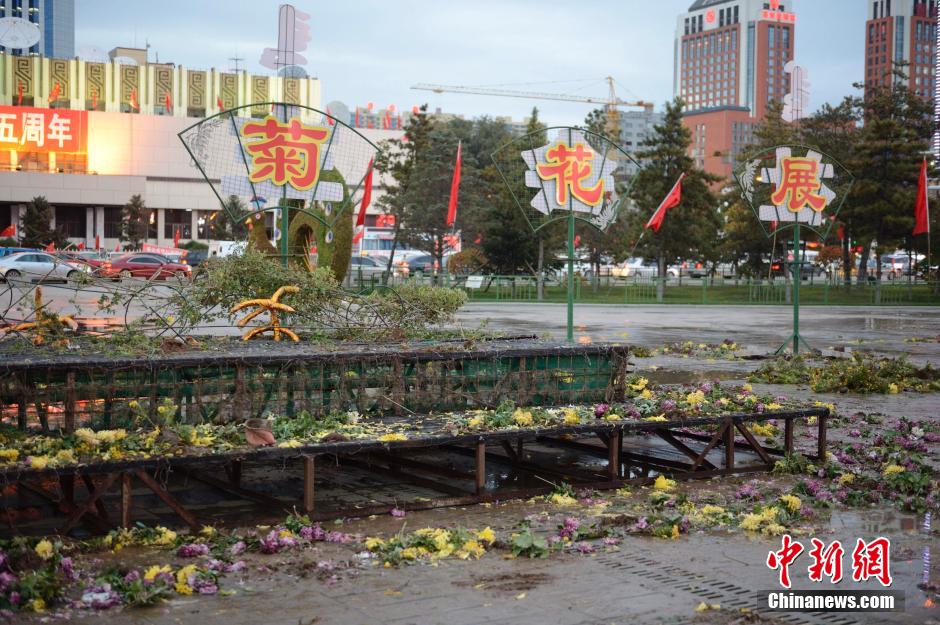 呼和浩特菊花展提前結束 數(shù)萬盆菊花被搬空