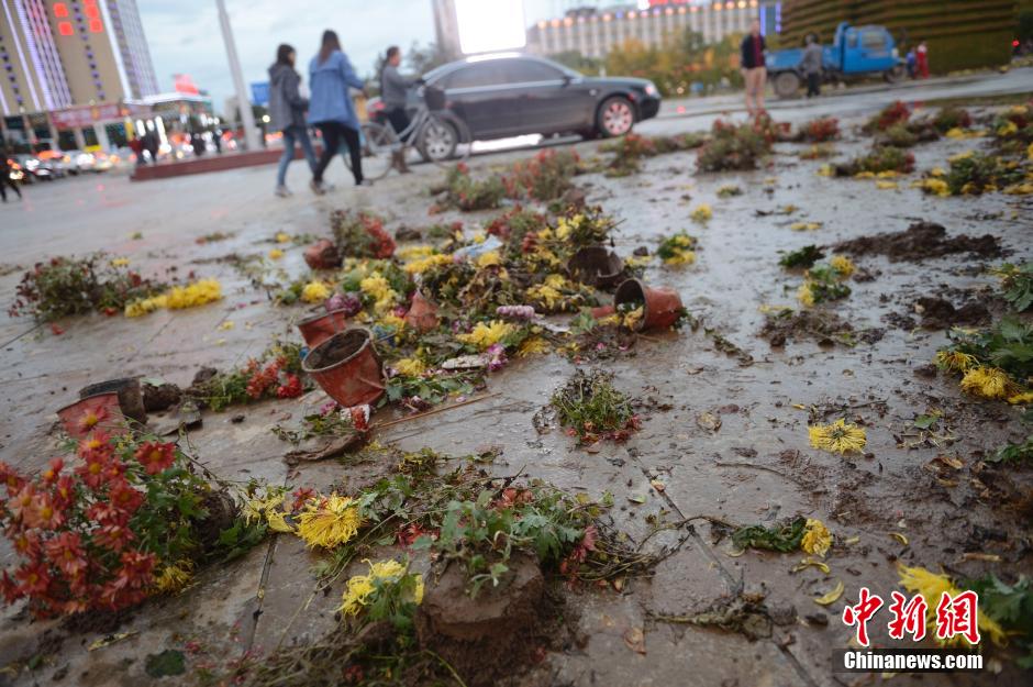 呼和浩特菊花展提前結束 數(shù)萬盆菊花被搬空