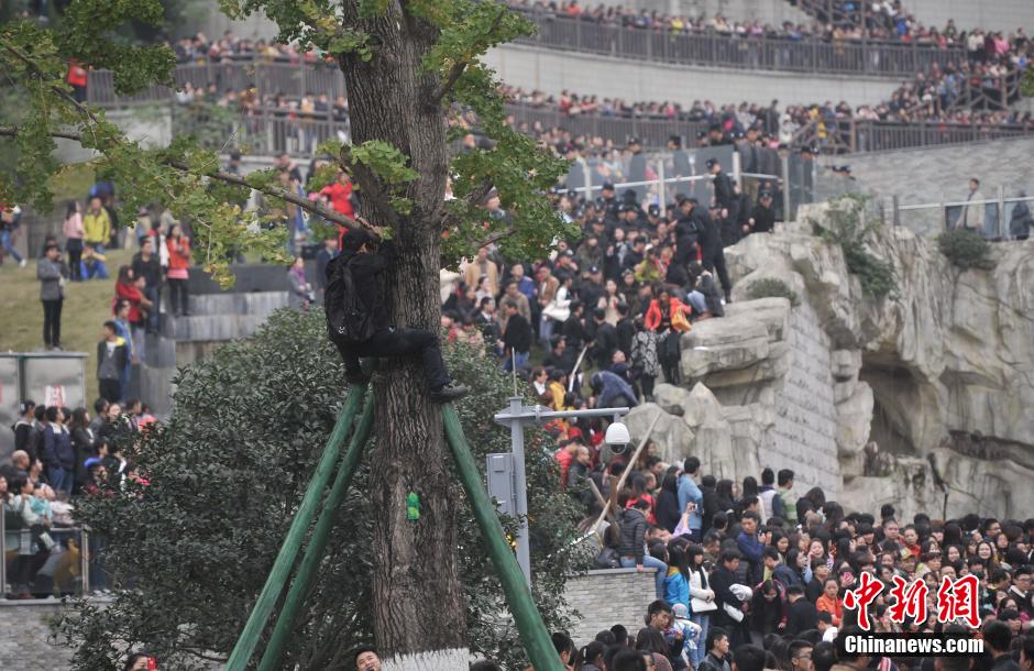 重慶一市民為占據(jù)有利位置，爬上銀杏樹觀看自己喜歡的明星。