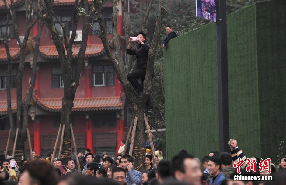 重慶一市民為占據(jù)有利位置，爬上銀杏樹觀看自己喜歡的明星。
