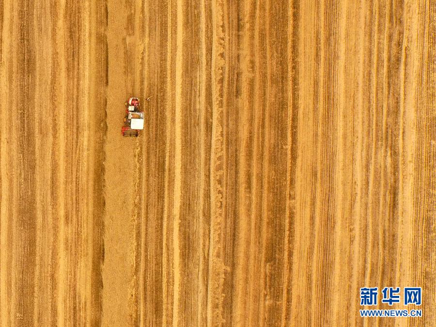 這是5月28日在河南省南陽(yáng)市唐河縣甘河灣村航拍的麥?zhǔn)宅F(xiàn)場(chǎng)。