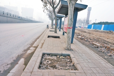 行道樹(shù)“長(zhǎng)”在地磚上