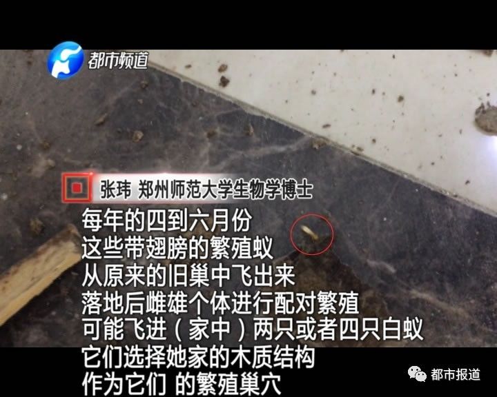 蟻?zhàn)宕筌娙肭?！十幾萬(wàn)裝修的新家被“吃掉”