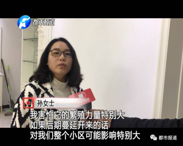 蟻?zhàn)宕筌娙肭?！十幾萬(wàn)裝修的新家被“吃掉”