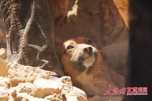探出頭的小黃狗期待地看著救他的人。王生元/攝