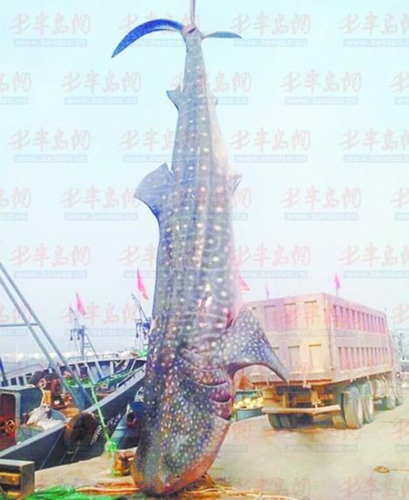9月8日，日照漁民捕獲的重達(dá)10余噸的鯨鯊。(照片來(lái)自大眾網(wǎng))