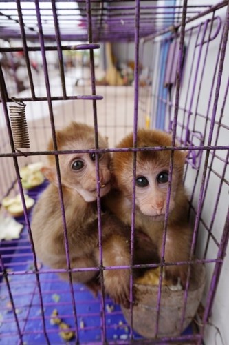 獼猴、麂子、白鷴、果子貍、豪豬、豺狗、熊、竹鼠等國(guó)家保護(hù)野生動(dòng)物或?yàn)l危物種，在此成為各路食客的盤中餐
