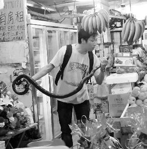 捕蛇專家張亮抓住眼鏡王蛇。信息時報記者 康健 翻拍