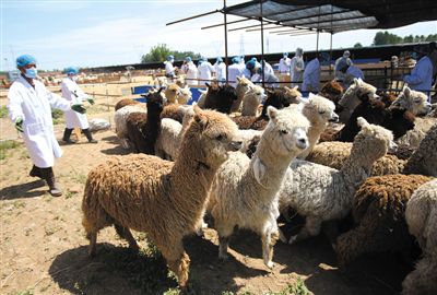 昨日，由智利進口的946頭羊駝，被運抵大興一動物檢疫隔離場進行檢驗檢疫。記者 王貴彬 攝