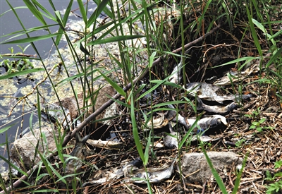 南沙河中漂浮著大量生活垃圾和腐爛水草等物，岸邊出現(xiàn)大量死魚。新京報(bào)記者郭鐵流攝