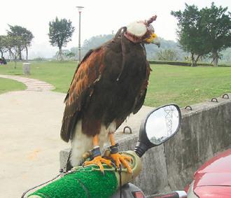 闖禍的老鷹則被主人戴上頭套，以鐵鏈鎖在摩托車的車頭上“罰站”/臺灣《聯合報》圖