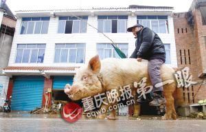 蔣大爺騎著他的種豬出門，回頭率很高。