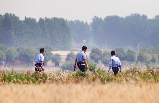 昨日上午，合肥長豐縣雙墩鎮(zhèn)，民警分成小隊在案發(fā)村莊附近麥田搜捕嫌犯。記者劉玉才/攝