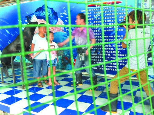 海獅就這樣被飼養(yǎng)員和攝影師擺弄，稍不聽話就會遭到毒打。