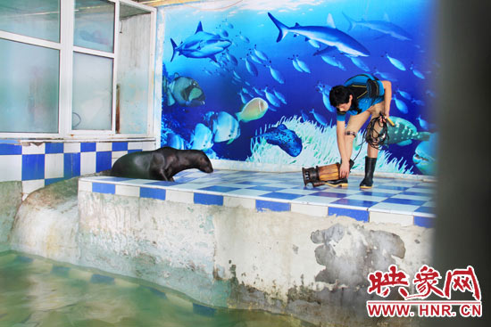 圖為飼養(yǎng)員和海獅。