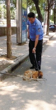 一名隊員拿一根叉子樣的工具，叉住狗狗的脖子