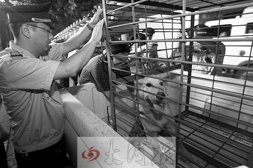 相關(guān)部門將加強管理，今年12月起烈性犬一律沒收。 （資料圖）