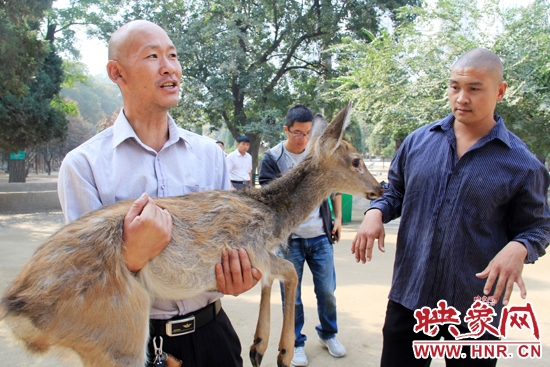 失主宋先生將“愛鹿”抱回家,并表示待小鹿傷情痊愈后,將其送到動物園,供市民觀賞。
