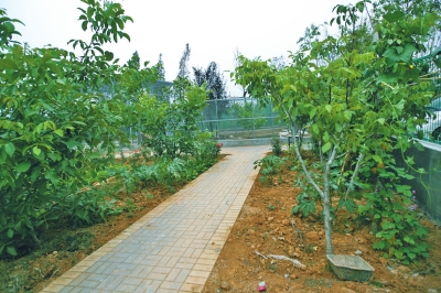 路兩邊是核桃樹(shù)，而路的盡頭救助野生鳥(niǎo)類的籠子，鴨子和鵝占了鵲巢