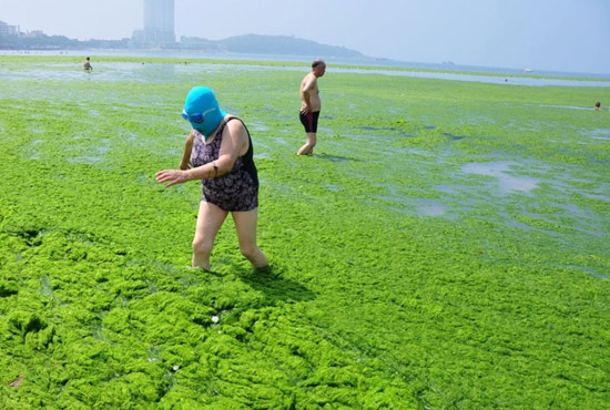 2013年7月3日，山東青島青島高溫來襲，“青島大媽”不懼滸苔，戴著“強(qiáng)盜面具”出現(xiàn)在海水浴場消暑降