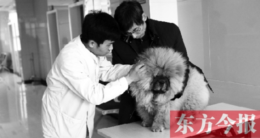 在一家大型寵物醫(yī)院里，生病的狗狗正在接受治療