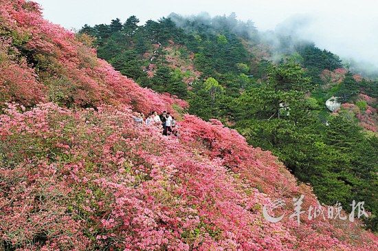 　　湖北麻城龜峰山10萬(wàn)畝連片野生杜鵑。
