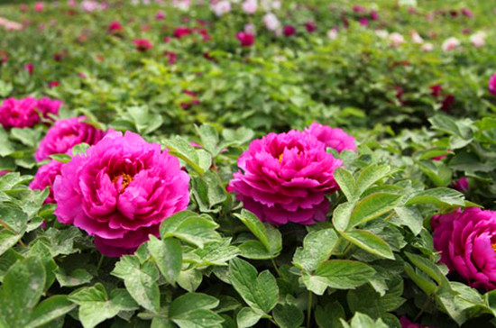 鄭州植物園內(nèi)萬紫千紅 牡丹芍藥花爭(zhēng)奇斗艷