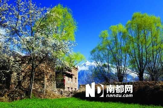 　　三月里,川西北的梨花盛放,寨子、碉樓、梨花……構(gòu)成最美的丹巴風(fēng)光。