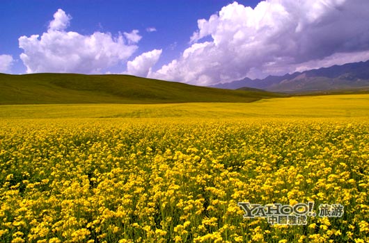 　　青海門源的油菜花景色甚為壯觀,十足的西部風(fēng)味。(圖片來源:CFP)