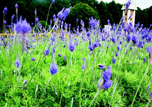 　　日月潭九族文化村內(nèi)水沙連歐洲花園園區(qū)內(nèi)數(shù)十萬株熏衣草,已開得美不勝收,令游客陶醉。