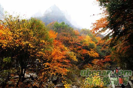 深秋去堯山賞紅葉、泡溫泉、拜大佛