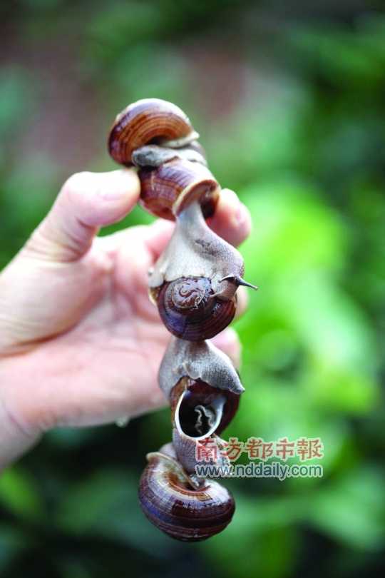 廣西的野生蝸牛追求原汁原味，做法也非常精簡(jiǎn)。